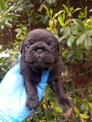A KALİTE SIFIR BURUN GÜL KUYRUK PUG BEBEKLER