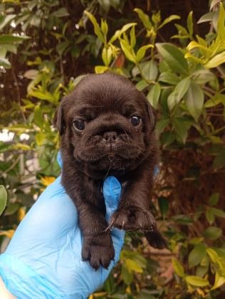 A KALİTE SIFIR BURUN GÜL KUYRUK PUG BEBEKLER