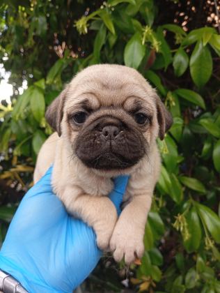 A KALİTE SIFIR BURUN PUG BEBEKLER IRK VE SAĞLIK GARANTİLİ