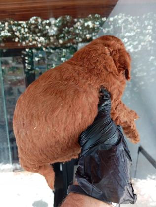 IRK VE SAĞLIK GARANTİ RED BROWN POODLE YAVRULARIM