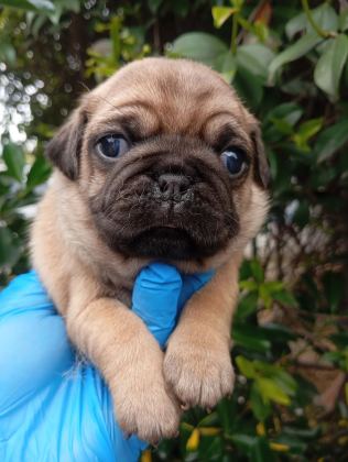 A KALİTE SIFIR BURUN PUG BEBEKLER IRK VE SAĞLIK GARANTİLİ