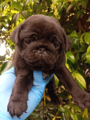 A KALİTE SIFIR BURUN PUG BEBEKLER IRK VE SAĞLIK GARANTİLİ