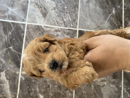 ORJİNAL MALTİPOO YAVRULAR