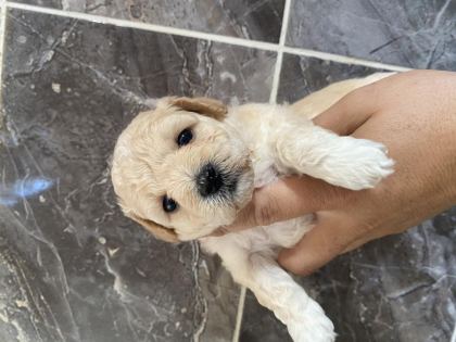 ORJİNAL MALTİPOO YAVRULAR