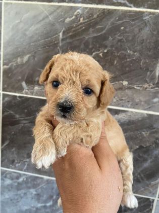 ORJİNAL MALTİPOO YAVRULARI