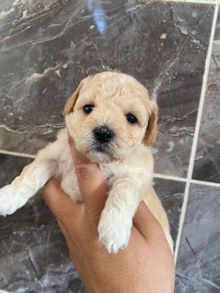 ORJİNAL MALTİPOO YAVRULARI