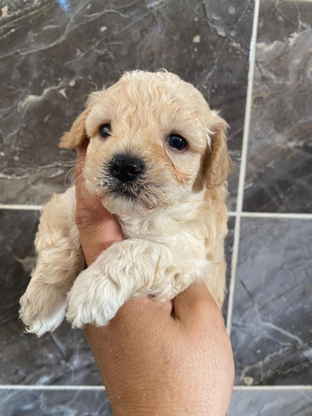 ORJİNAL MALTİPOO YAVRULARI