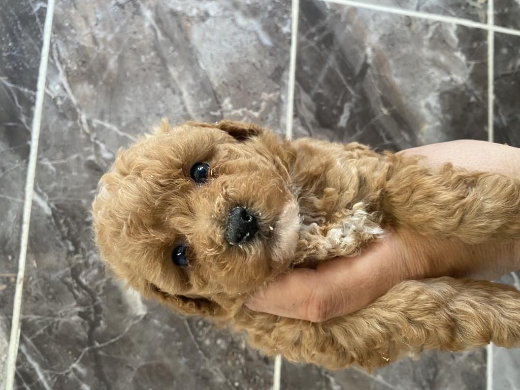 ORJİNAL MALTİPOO YAVRULAR