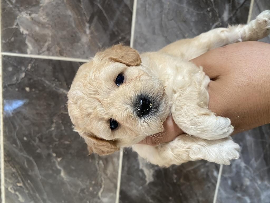 ORJİNAL MALTİPOO YAVRULAR