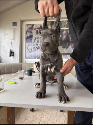RUHSATLI ÇİFTLİKTEN A KALİTE CANE CORSO