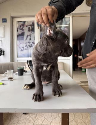 RUHSATLI ÇİFTLİKTEN A KALİTE CANE CORSO
