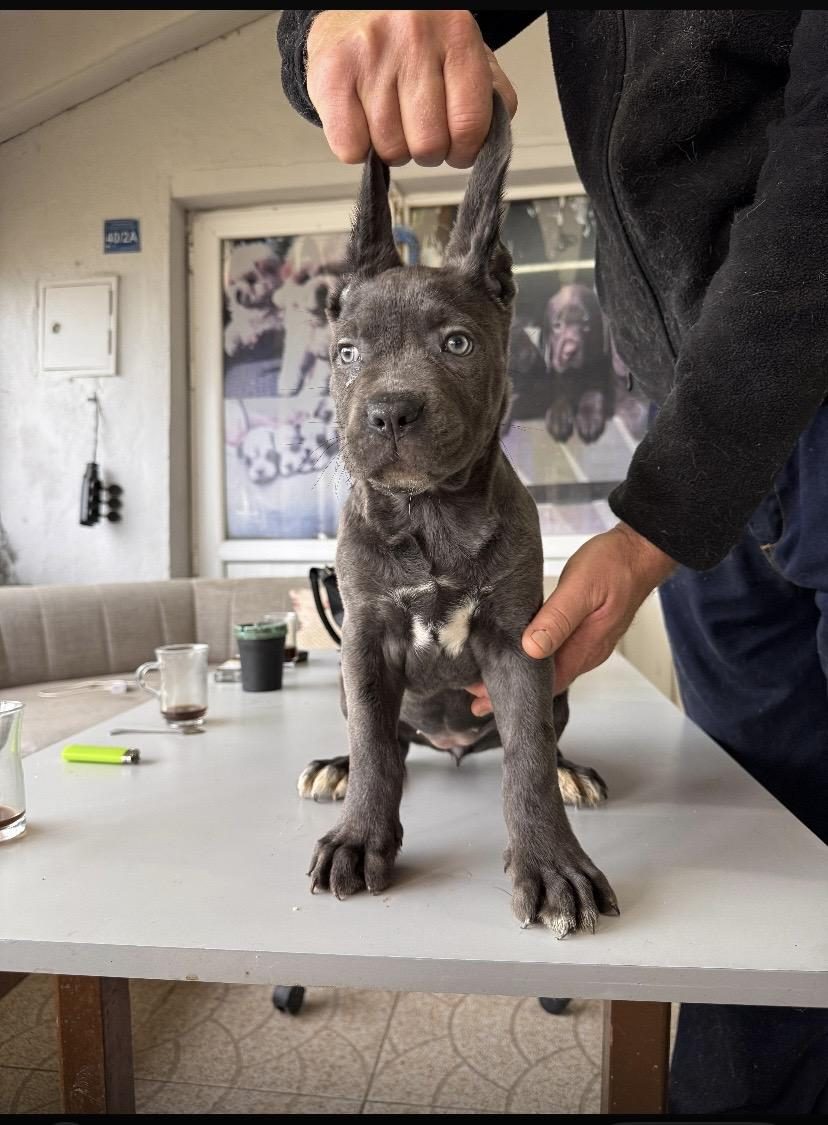 RUHSATLI ÇİFTLİKTEN A KALİTE CANE CORSO