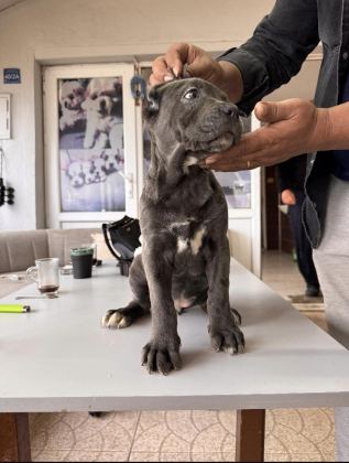 RUHSATLI ÇİFTLİKTEN A KALİTE CANE CORSO