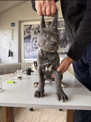 RUHSATLI ÇİFTLİKTEN A KALİTE CANE CORSO