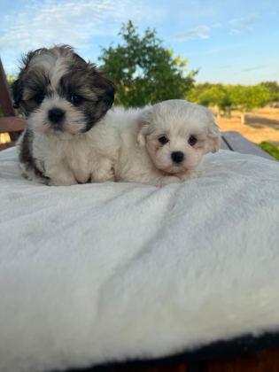 AÇIK RENK VE TRECOLOR SHİH TZU BEBEKLER SUN KENNELS