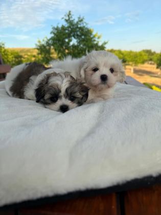 AÇIK RENK VE TRECOLOR SHİH TZU BEBEKLER SUN KENNELS