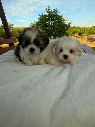 AÇIK RENK VE TRECOLOR SHİH TZU BEBEKLER SUN KENNELS