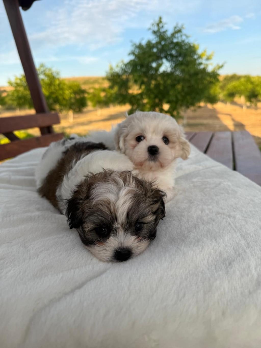 AÇIK RENK VE TRECOLOR SHİH TZU BEBEKLER SUN KENNELS