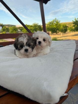AÇIK RENK VE TRECOLOR SHİH TZU BEBEKLER SUN KENNELS