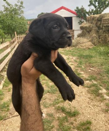 SİYAH PANTER CANE CORSO BEBİŞLER