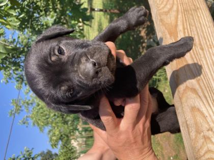 DEV PANTER SİYAH CANE CORSO CANAVARLAR