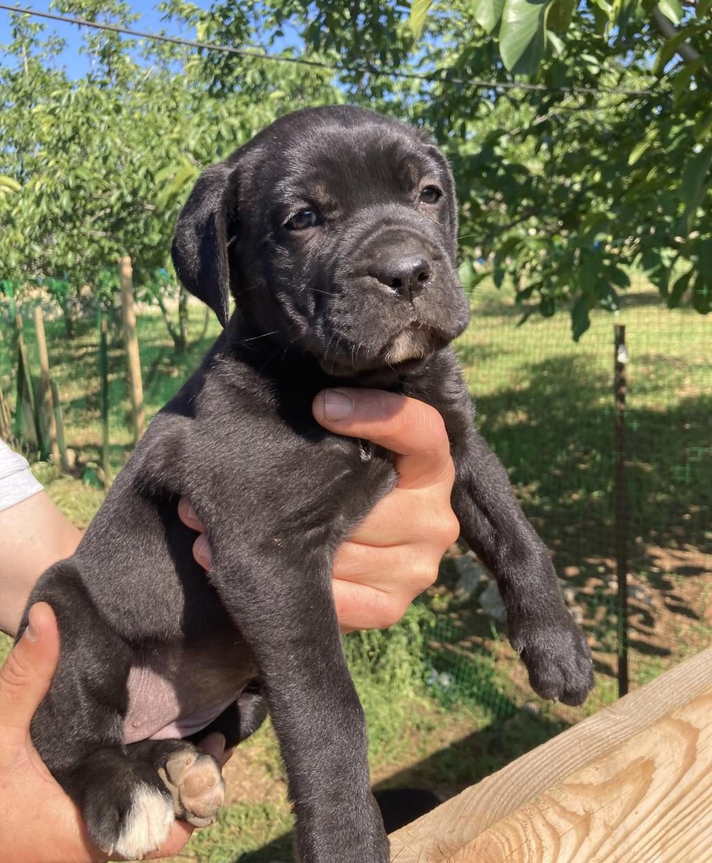 DEV PANTER SİYAH CANE CORSO CANAVARLAR