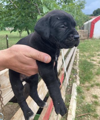 SİYAH PANTER CANE CORSO BEBİŞLER