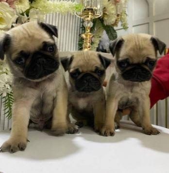 ELİT PATİLER FARKIYLA PUG YAVRULAR