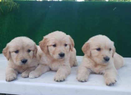 ELİT PATİLER FARKIYLA GOLDEN RETRİEVER YAVRULAR