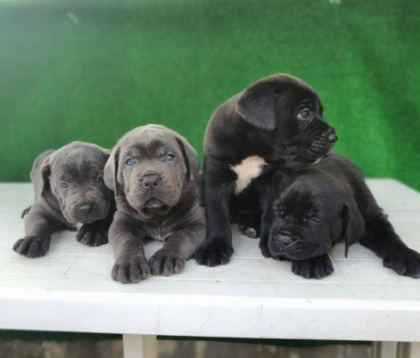 ELİT PATİLER FARKIYLA CANE CORSO YAVRULAR