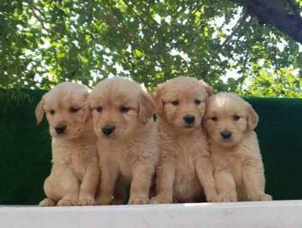ELİT PATİLER FARKIYLA GOLDEN RETRİEVER YAVRULAR