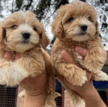 ELİT PATİLER FARKIYLA MALTİPOO YAVRULAR