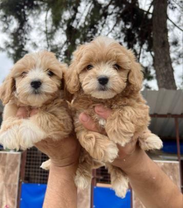 ELİT PATİLER FARKIYLA MALTİPOO YAVRULAR