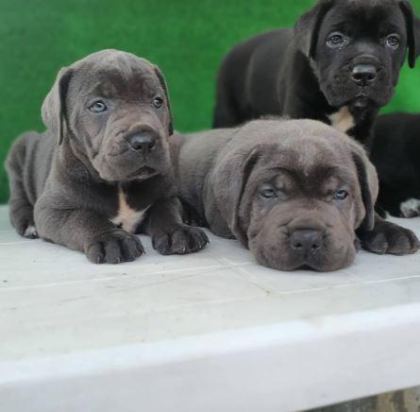 ELİT PATİLER FARKIYLA CANE CORSO YAVRULAR