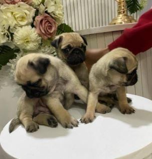 ELİT PATİLER FARKIYLA PUG YAVRULAR