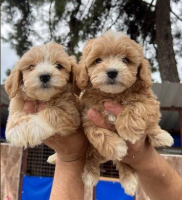 ELİT PATİLER FARKIYLA MALTİPOO YAVRULAR