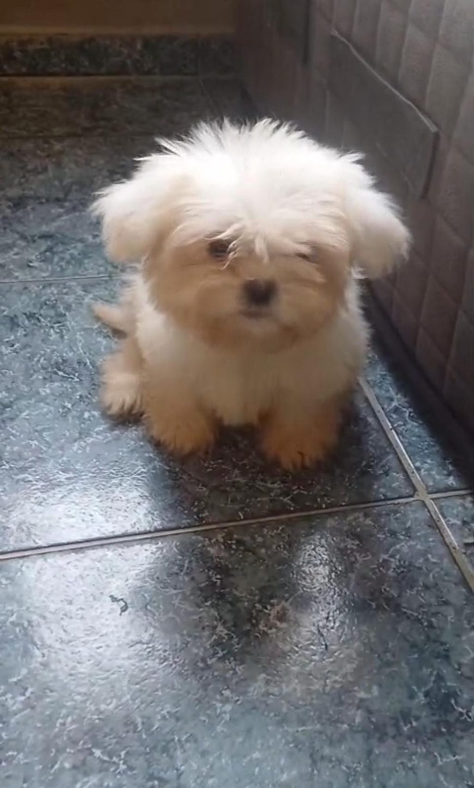 SHİH TZU YAVRU