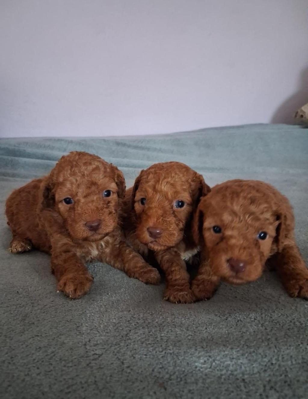TOY POODLE YAVRULARI