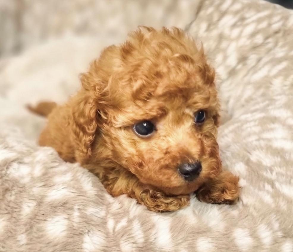 TOY POODLE YAVRUSU