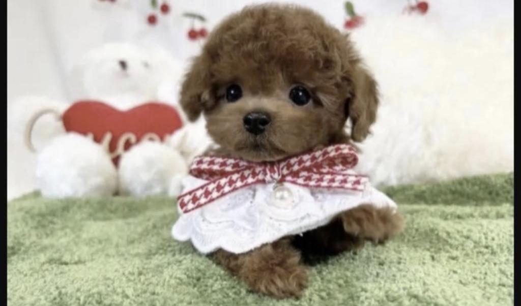 TOY POODLE SAĞLIKLI KÖPEĞİMİZ