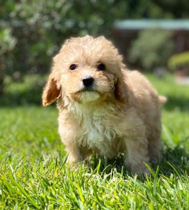 HİPOALERJANİK TOY POODLE BEBEKLERİM