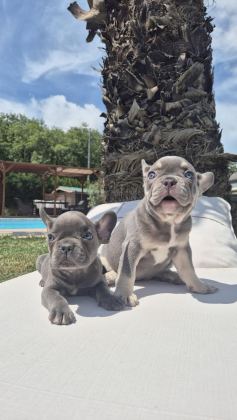 FRENCH BULLDOG YAVRULARI ÇİFTLİKTEN
