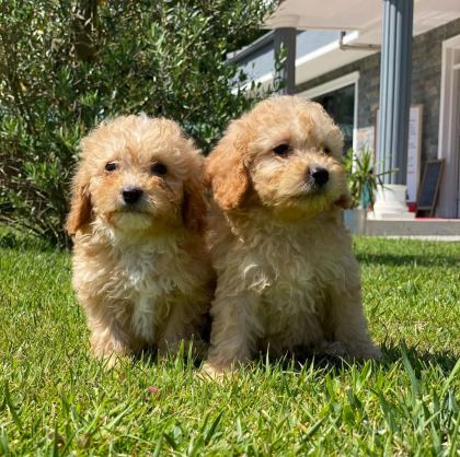 HİPOALERJANİK TOY POODLE BEBEKLERİM