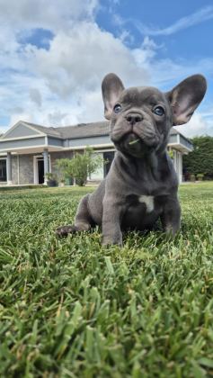 FRENCH BULLDOG YAVRULARI ÇİFTLİKTEN
