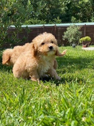 HİPOALERJANİK TOY POODLE BEBEKLERİM
