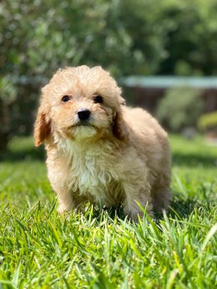 HİPOALERJANİK TOY POODLE BEBEKLERİM