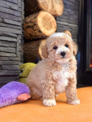 TEDDY SURAT KORE KAN MALTİPOO YAVRULARIMIZ