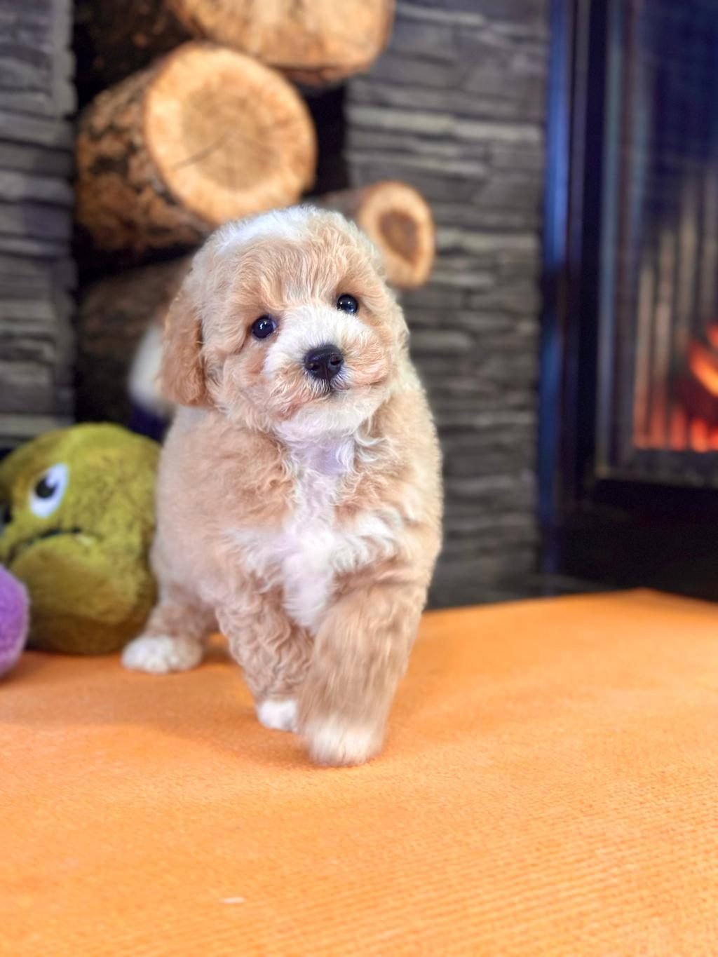 TEDDY SURAT KORE KAN MALTİPOO YAVRULARIMIZ