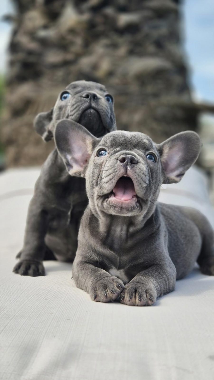 FRENCH BULLDOG YAVRULARI ÇİFTLİKTEN