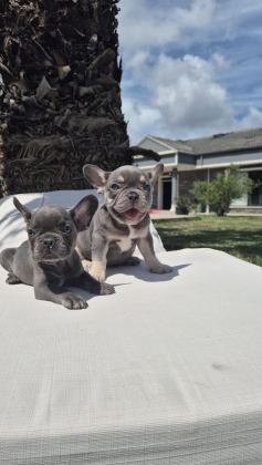 FRENCH BULLDOG YAVRULARI ÇİFTLİKTEN